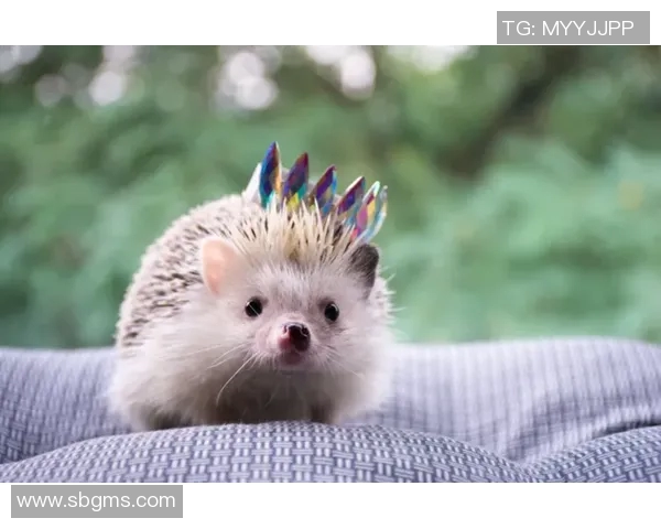 足球明星们的宠物大揭秘 他们都养了哪些可爱动物呢